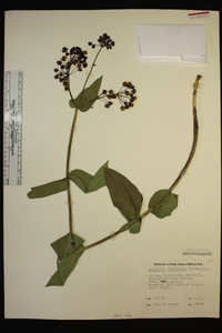 Asclepias cordifolia image